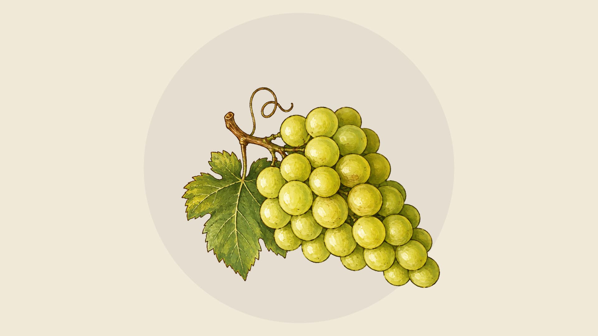 Illustrazione di un grappolo d'uva bianca con la foglia di vite